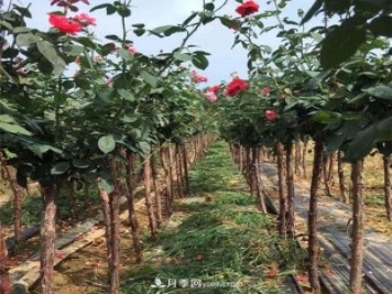 3公分月季樹，樹狀月季價(jià)格，小高桿月季基地