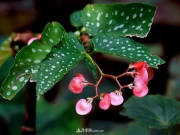 網(wǎng)紅花卉之鱒魚秋海棠，葉奇花美，如何進(jìn)行日常養(yǎng)護(hù)