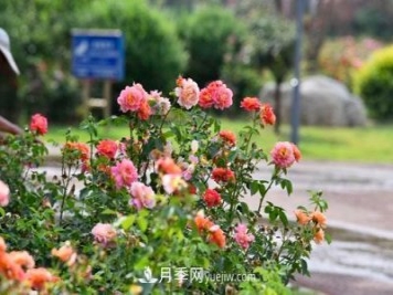 200多種月季花，花卉新品種豐富壽光城市園林色彩