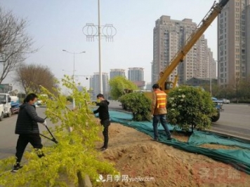 新鄉(xiāng)道路綠化升級(jí)喜現(xiàn)彩色樹，樹狀月季來了