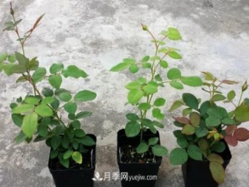 盆栽月季小苗快速發(fā)芽長筍，生根才是唯一重要的