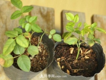 月季牙簽苗如何養(yǎng)壯？七招教你種出健康月季花