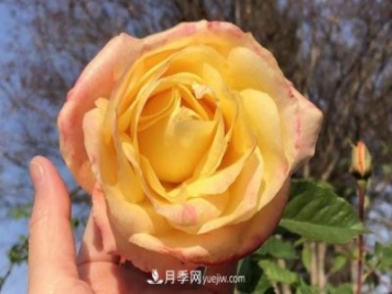 癡迷花花草草，月季讓我愛不釋手