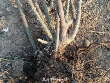 月季裸根大苗，品種多，適合工程和花友種植