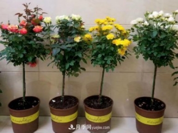 棒棒糖月季樹你見過沒，“口味”眾多，顏值高得過分