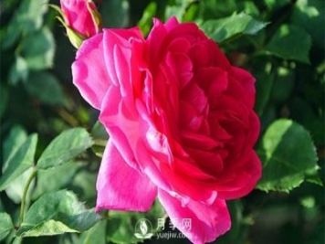藤本月季大游行種植養(yǎng)護(hù)指南
