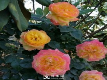 藤彩虹月季有多個顏色，喜歡嗎