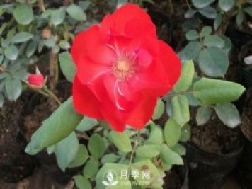 莫海姆豐花月季的種植方法你知道了嗎？