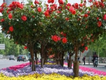 南陽(yáng)月季火出圈！鄭州市花月季舉手有話(huà)說(shuō)