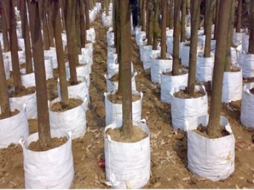 月季植樹袋美植袋耐用嗎？壽命多久？