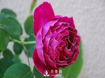 藤本月季品種推薦