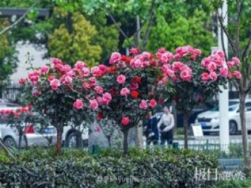大武漢美！武漢滿(mǎn)城月季流淌幸福的浪漫
