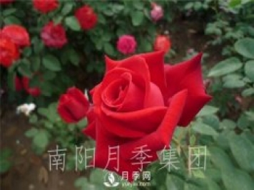 月季肥傷怎么辦？大花月季兩大癥狀描述