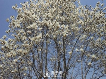 白玉蘭樹(shù)越冬防寒工作是怎樣的？