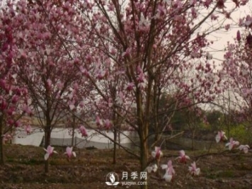 玉蘭樹幼苗移栽后要怎樣管理？