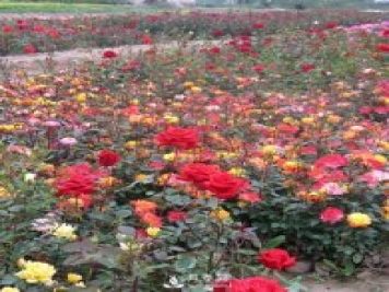 怎樣養(yǎng)好月季花？石橋月季告訴你