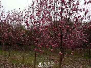 為什么要對(duì)紅玉蘭樹等景觀種植進(jìn)行修剪？