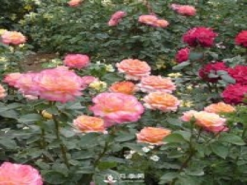 樹狀月季開花少的原因是什么？南陽月季告訴你
