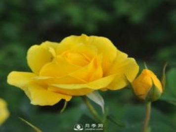 月季栽培需要注意哪些？石橋月季基地告訴你