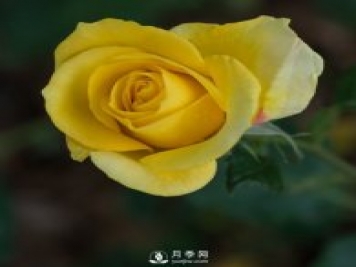 樹狀月季批發(fā)商為大家介紹月季日光溫室栽培技術的田間管理