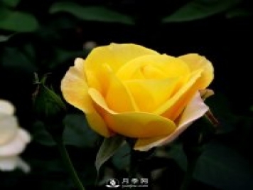 南陽月季批發(fā)商給大家淺談微型月季的栽培與養(yǎng)護(hù)