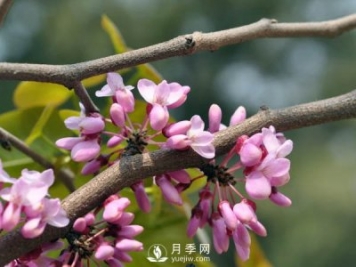 為何巨紫荊價格不菲，銷量卻很樂觀？