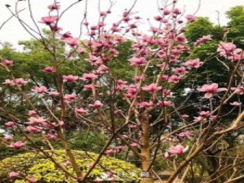 二喬玉蘭花有何作用與功效？