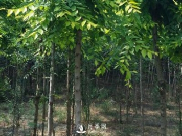 巨紫荊如何病防治病蟲災害