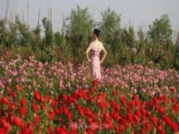 洛陽紫桂園月季農(nóng)場(chǎng)，置身月季花海，感受花開浪漫