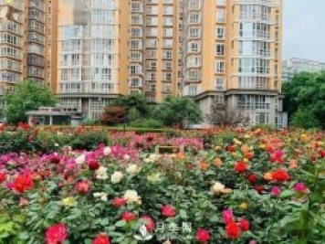 月季景觀添彩房地產(chǎn)小區(qū)綠化建設