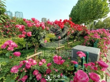南陽(yáng)月季樹(shù)基地栽培技術(shù)分享