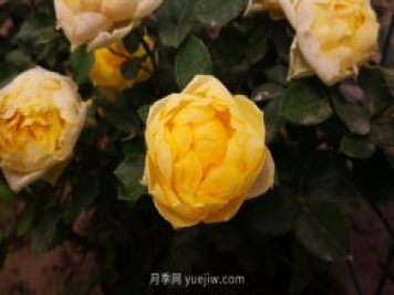 微型月季金絲雀要怎么修剪？