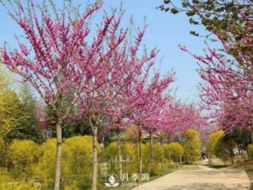 關(guān)于山茱萸無性繁殖你了解多少？