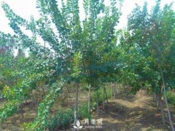 黃櫨種植基地是怎樣防治黃櫨黃萎病病害的？
