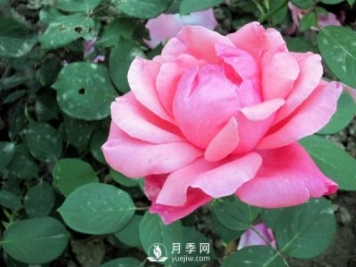 藤本月季的養(yǎng)殖方法有哪些？