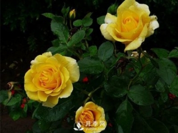 怎么種植月季？有什么栽培要點(diǎn)需要了解的？
