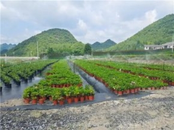 畢節(jié)百里杜鵑花卉產業(yè)美了環(huán)境富了民