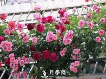 半米防盜窗養(yǎng)藤本月季，養(yǎng)成月季花園