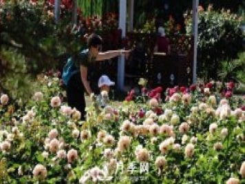陶然亭公園勝春山房景區(qū)月季開放正當(dāng)時