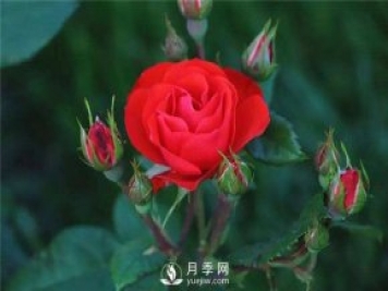 北京紅月季，國(guó)月豐花月季推薦