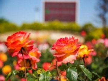 山東煙臺(tái)月季花節(jié)如期而至，美得劃不動(dòng)屏