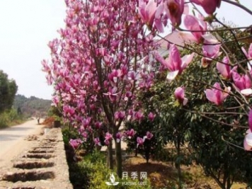 紅玉蘭繁殖栽培技術(shù)主要有哪幾方面？