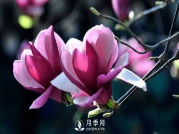 河南紫玉蘭種植時如何培育方法？