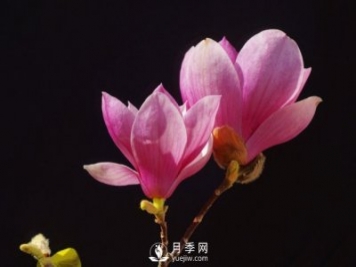 紅玉蘭花寓意是什么？
