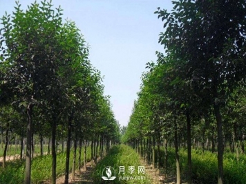 大葉女貞平時應該怎么進行養(yǎng)護？