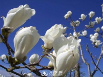 綠化苗木里的白玉蘭和廣玉蘭要怎樣分辨？