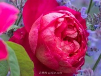 推薦3個(gè)月季品種優(yōu)缺點(diǎn)，不容錯過的珍品月季