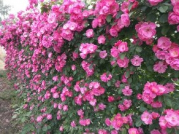 推薦3種爬藤月季，花園里輕松打造漂亮花墻