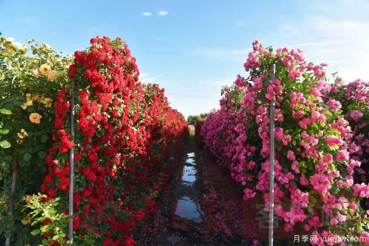 南陽月季暢銷全國，美麗經(jīng)濟(jì)再綻芳華(圖3)