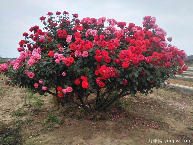 小樹(shù)要造形，大樹(shù)要因樹(shù)修剪隨樹(shù)造形(圖1)